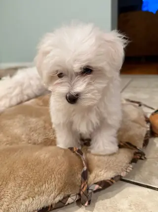 Adorables cachorros malteses