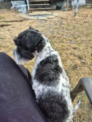 SCHNAUZER PATICOAT FLUFFIES