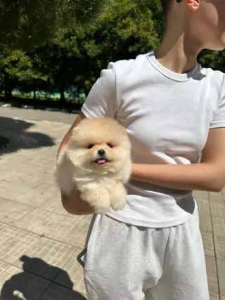 Summer Puppies Ready for New Family