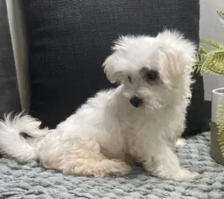 Adorable Maltese Puppy for Sale – Loving Home Wanted