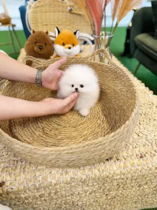 Pomeranian puppies