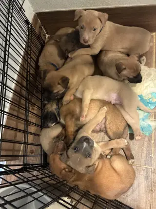 Adorables Cachorros en Adopción