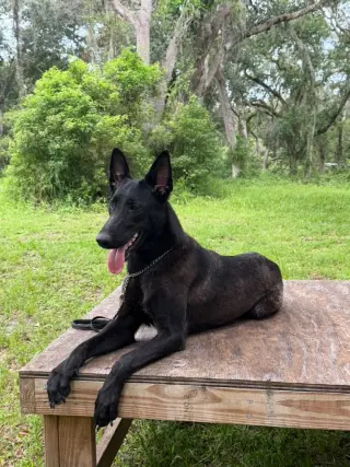 Available Puppies & Fully Trained Female Dogs – Arcadia, FL