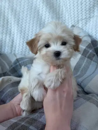 Adorable male puppy