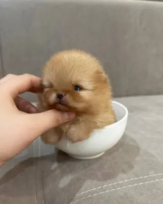Adorable Cachorro Pomerania en Venta