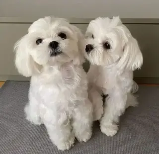 Adorable Maltese Puppies for Sale