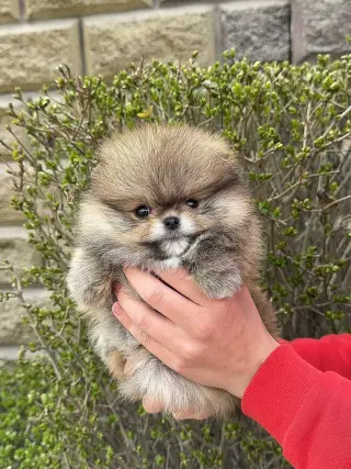 Adorable Cachorro Pomerania en Venta