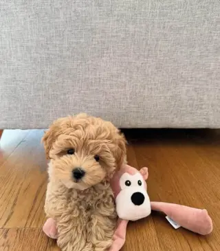 lovely puppy