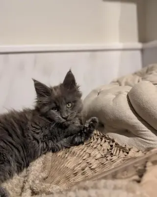 4 gatitos Maine Coon con pedigrí TICA
