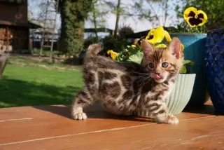 purebred Bengal Kittens