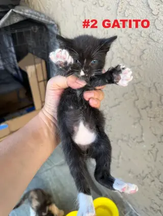 GATITOS EN BUSCA DE UN HOGAR