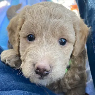 Our F1B Mini and Medium Goldendoodle puppies
