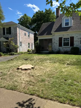 Benigno Perez Tree Services