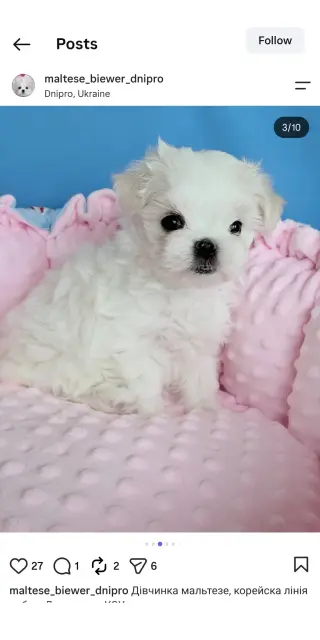 Male Teacup Maltese Available