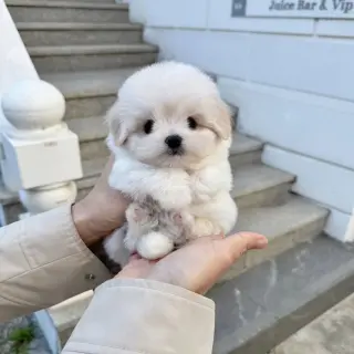 Adorables Cachorros Bichón Frisé en Venta
