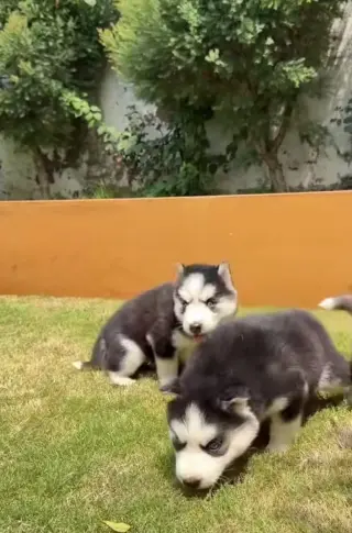 Husky puppies