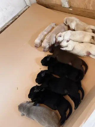 Adorable Labrador Puppies for Adoption