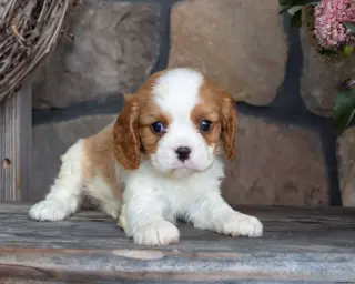 ***Teddy*** Cavalier King Charles Spaniel cachorro Macho 65669*LISTO**