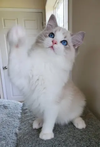 Micheal Scottish fold Kittens