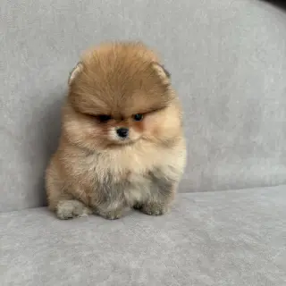 Adorable Cachorro Pomerania en Venta