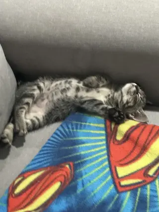 Regalo gatitos