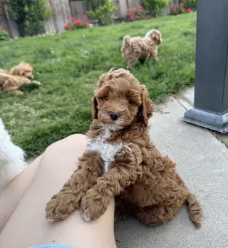 Adorable Cachorro de Poodle Miniatura en Venta