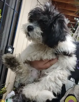 Mini Poodle y Terrier