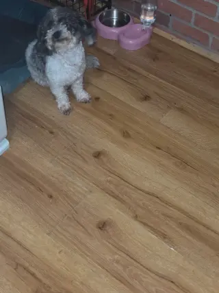 Vendo perrita itzu