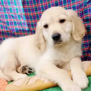 Golden Retriever Macho 6352 *En Venta*