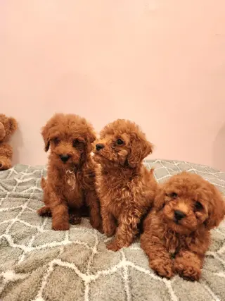 Mini Goldendoodles disponibles
