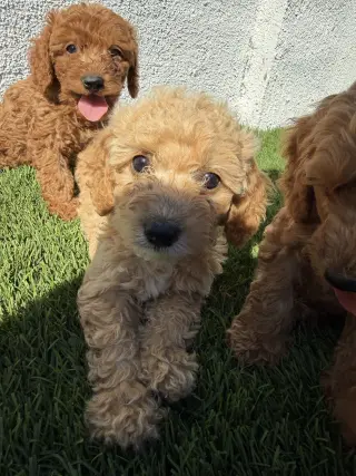cockapoo puppies