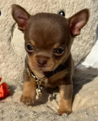 Adorable Cachorro Chihuahua en Venta