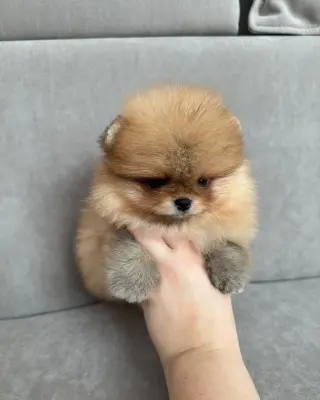 Hermoso Cachorro Pomerania en Venta