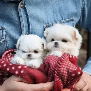 Cachorro Maltés Disponible