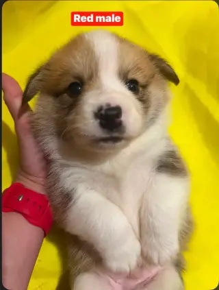 Corgi Welsh X Maremma