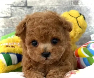 Adorable Toy Poodle Puppy for Sale