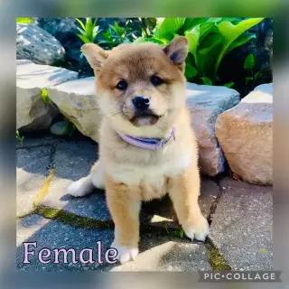 Shiba Inu puppies 2 left!