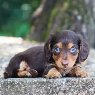 Tyler – Dachshund Puppies Puppy for sale