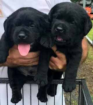 Healthy Labrador Retriever for Adoption/Sale