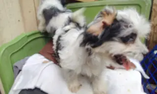 CACHORROS MIXTOS