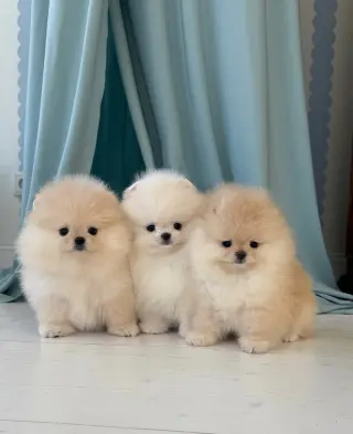 Adorables Cachorros Pomerania en Venta
