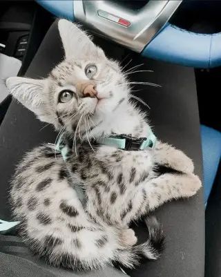 purebred Bengal Kittens