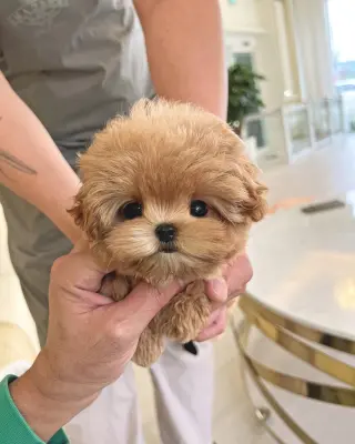 Adorable Cachorro de Poodle Toy en Venta