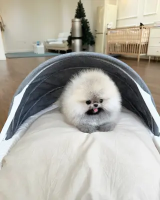 Pom for sale