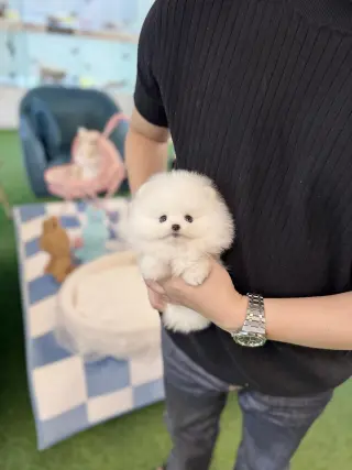 Pomeranian puppies for adoption