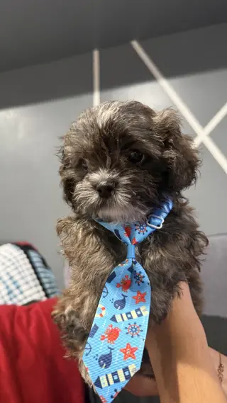 Perro’s Shih Tzu