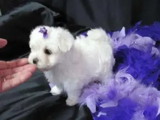 06, Pure White Breed Maltese