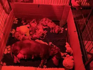 Perro en venta mini salchicha dachshund puppies merle económico