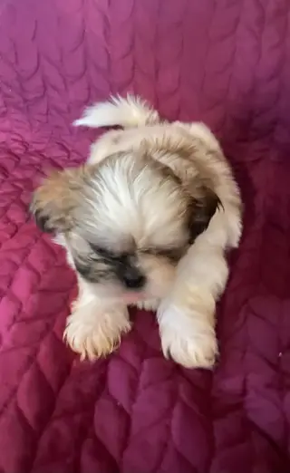 Only 2 male white Shih tzu puppies left born on February 3