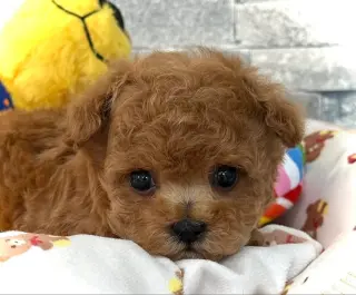 Adorable Toy Poodle Puppy for Sale